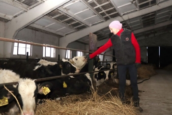 Что помогает получать хорошие привесы молодняка КРС животноводу ОАО «Сож-Агро»